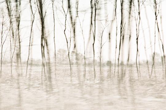 waldimpressionen_I 1