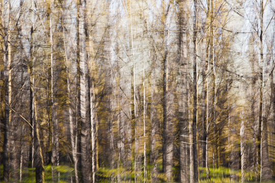 waldimpressionen_I 5