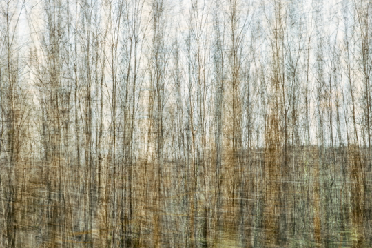 waldimpressionen_I 13