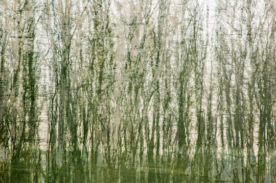 waldimpressionen_I 14